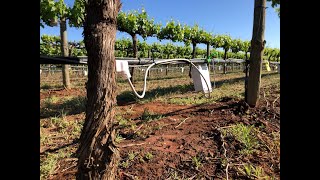 Irrigation with Sap Flow Sensors Explained