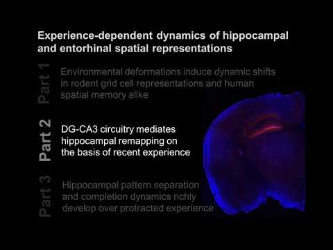 Innovators in Cog Neuro - Alexandra Keinath, 12/02/2020