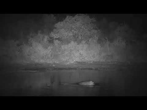 Djuma: Hippos mating - 03:17 - 06/14/21
