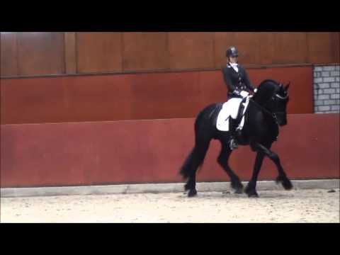 Stal Okkema's Niek S. (Beart x Lolke) ster hengst selectie Friesian Talent Cup