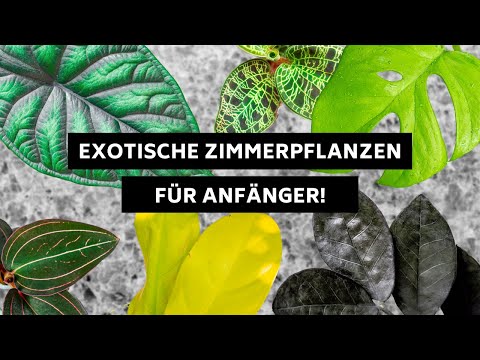 , title : 'Exotische Zimmerpflanzen für Pflanzen-Anfänger mit kleinem Geldbeutel'