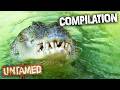 The Most Dangerous Job Feeding Wild Animals