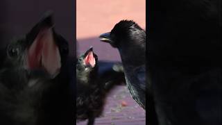 Baby Crow Feeding Time with Mom! カラスが雛に餌を上げる瞬間 #canon #crow #feeding #wildlife#crowbaby#birds#vogel