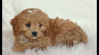 Video preview image #1 Cavapoo (Miniature) Puppy For Sale in NARVON, PA, USA