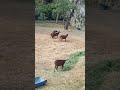 Deer Meeting