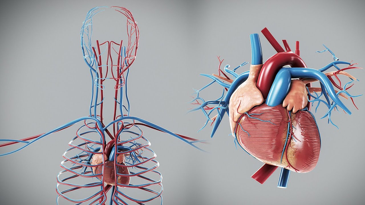 Human Male Circulatory Anatomy 3D Model