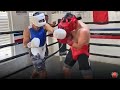 POWER PUNCHING MIGUEL BERCHELT LETTING HANDS GO IN SPARRING! LANDING MEXICAN BOMBS DURING TRAINING!