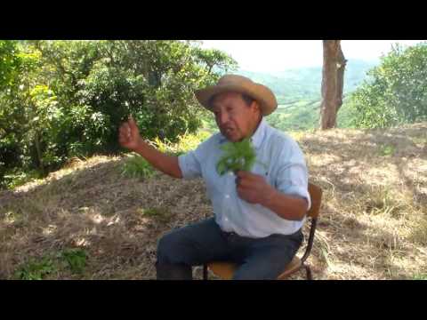 download lagu mp3 mp4 Manrubio, download lagu Manrubio gratis, unduh video klip Manrubio