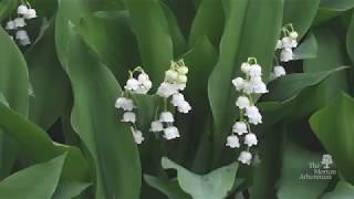 How to identify lily of the valley (Convallaria majalis)