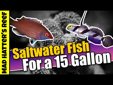 Die 10 besten Salzwasserfische für ein 15-Gallonen-Aquarium