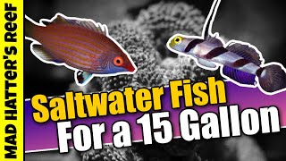 Top 10 Saltwater Fish For a 15 Gallon Aquarium