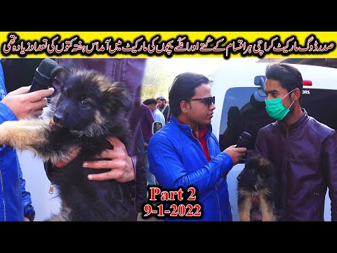 Dogs Market Saddar Karachi 9-1-2022 Part 2 | Baby Dogs and Other Rare Doges | In Urdu/Hindi