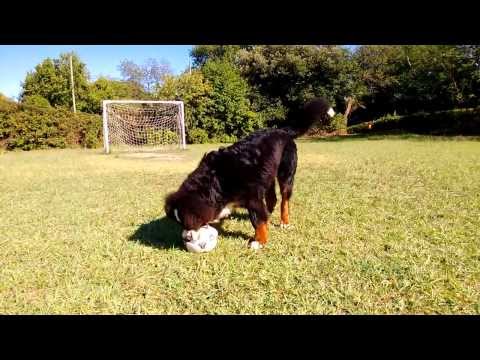 Milord (7months 45 kg.) plays football better than Messi