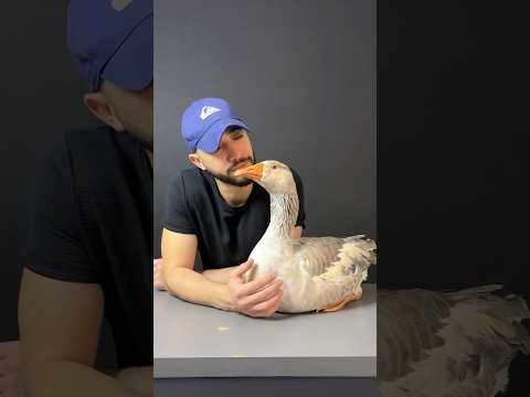 الوداع يا أصدقائي 😭 - 🐈🦃🦆🐔🪿