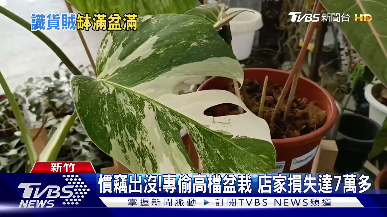 慣竊出沒!專偷高檔盆栽 店家損失達7萬多