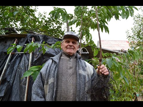 ХУРМА: посадка хурмы осенью и весной. Выбираем саженец правильно