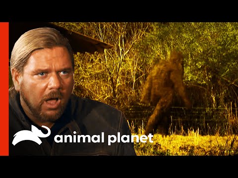 Sasquatch Walks Over Tall Fence Without Breaking Its Stride | Finding Bigfoot