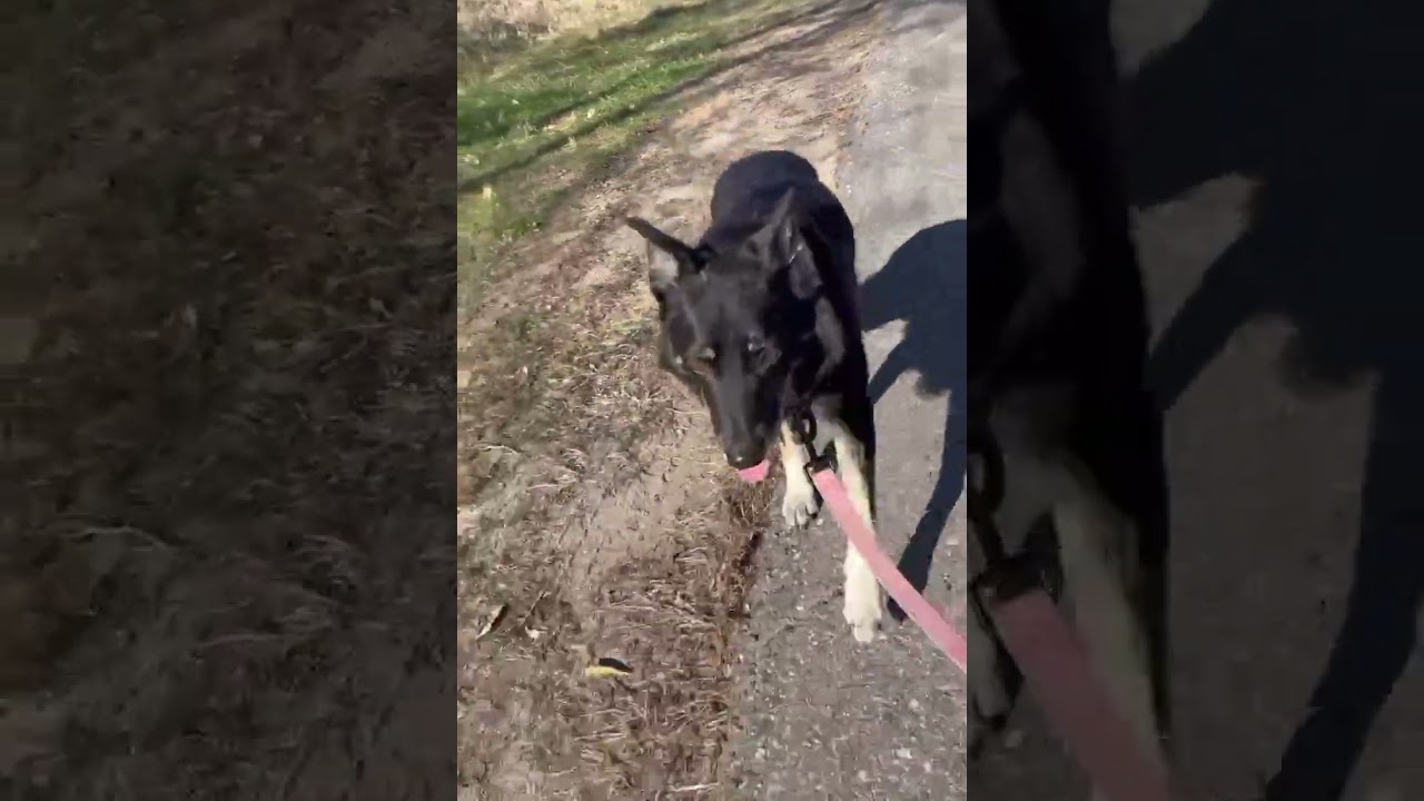 Enlarge Gunnar, an adoptable Border Collie in Minneapolis, MN video 5/6