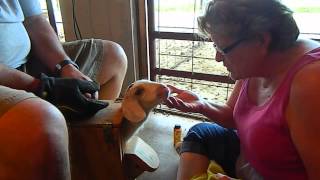 Farm life - How to disbud a baby goat (aka removing the horn buds)