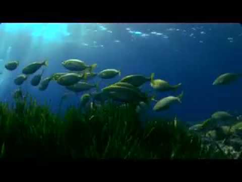 NACHO CANO "La aventura de la vida" videosub