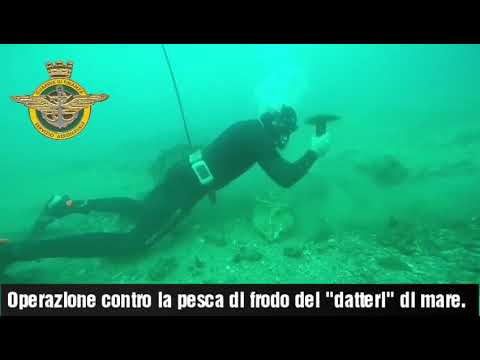 I LADRI DI MARE devastano l'ecosistema marino a martellate per la pesca illegale di datteri di mare