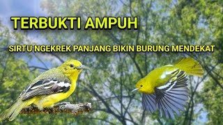 Download lagu SIRTU NGEKREK PANJANG/SUARA PIKAT SIRTU PALING AMPUH TANPA NUNGGU LAMA mp3
