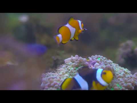 AquaVerse: The Living Blue Frontier