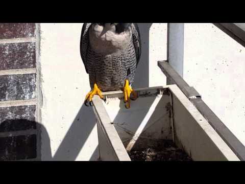 #peregrine #falcon #chicago