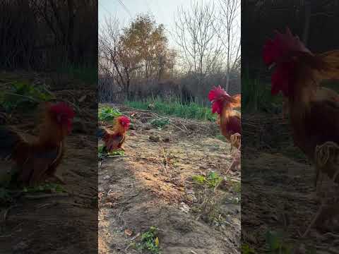 Jun Jun World funny video #dog #ytshorts #viral #funnydog #animal