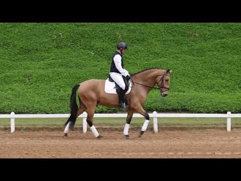 QUTAIBA INTERAGRO - montado/under saddle (SOLD/VENDIDO)