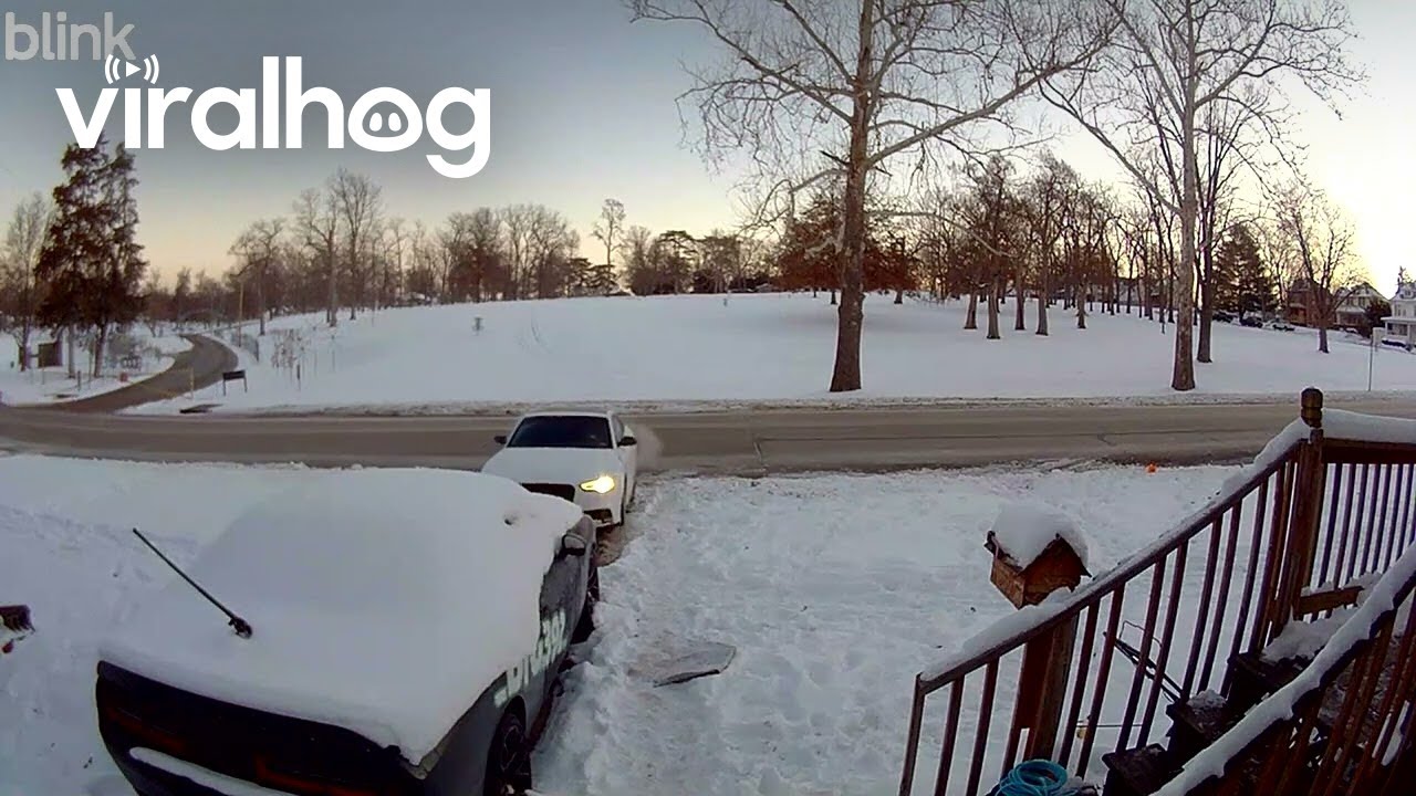 Bumper Is Staying Home Today || ViralHog