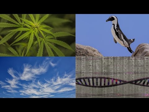 Marijuana, African Penguins, and Neandertal Genes and More: 60-Second Science Podcasts