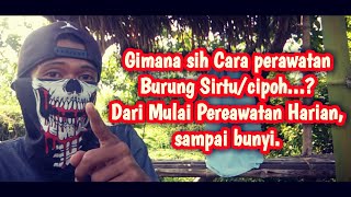 Download lagu Perawatan Harian Burung Sirtu/Cipoh Agar Bisa Cepat Bunyi mp3 Download lagu Perawatan Harian Burung Sirtu/Cipoh Agar Bisa Cepat Bunyi mp3