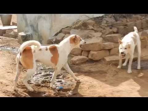 Pandikona Dogs Fighting in Village