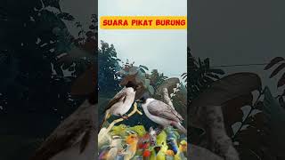 Download lagu SUARA PIKAT BURUNG PALING AMPUH ‼️ KUTILANG RIBUT VS BURUNG KECIL TANPA IKLAN DAN JEDA mp3