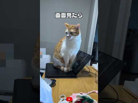 パソコンのキーボードの上を絶対に譲らない猫 のサムネイル
