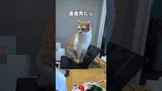 パソコンのキーボードの上を絶対に譲らない猫 / 家電と動物たち のサムネイル