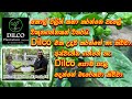 කොඩවු වගාව ගොඩගත් කැම්පස් සොයුරිය Dilco Pl