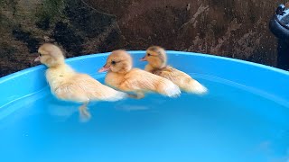 Beginilah Ketika Bebek Bebek  Sedang Berenang Lagi di Dekati