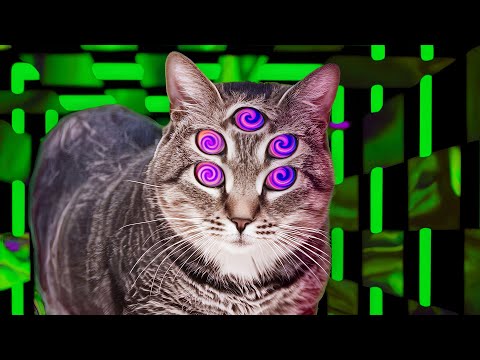 Fungus Funk - Oiia Tripping