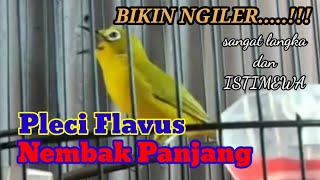 Download lagu Sangat Langka!!! Pleci Flavus Nembak Panjang, Sungguh Istimewa mp3 Download lagu Sangat Langka!!! Pleci Flavus Nembak Panjang, Sungguh Istimewa mp3