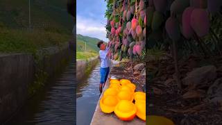 Download lagu Chinese amazing mango fruit farming #shorts #short #youtubeshorts #shortvideo #tiktok #shortfeed mp3