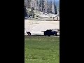 Buffalo charges child! Visitor gored by Buffalo saving kid! - WhyWhyWhy Buffalo charges child! Visitor gored by Buffalo saving kid!