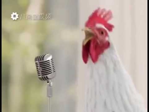 Le coq qui chante