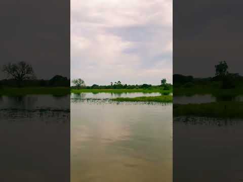 Juruti,  Pará #juruti #para #festribal #amazonia @prefeituradejuruti