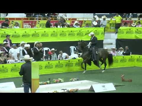 CHANEL DE MANZANARES, GRAN CAMPEONA TROTE Y GALOPE  NEIRA CALDAS GRADO B 2025