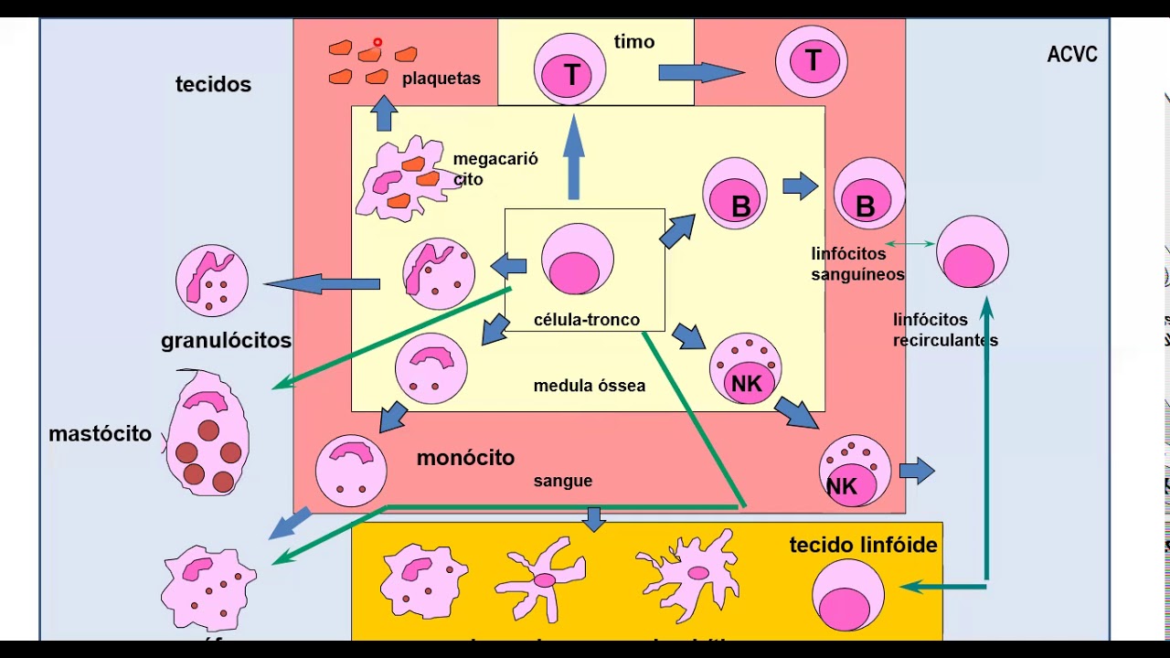 IMUNOLOGIA BÁSICA - Células do sistema imune