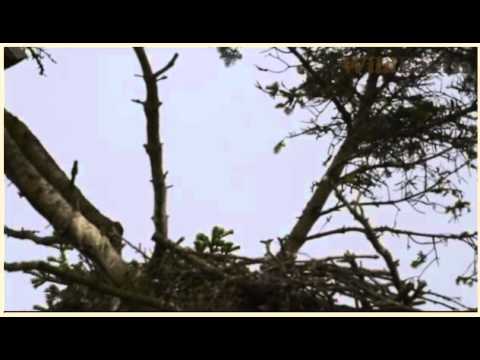 Sasse LIVE at White Rock nest