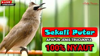 Download lagu Masteran Trucukan Gacor Ngalas Tarung Ropel Panjang | Ampuh Untuk Pancingan Trucuk Agar Bunyi Nyaut mp3