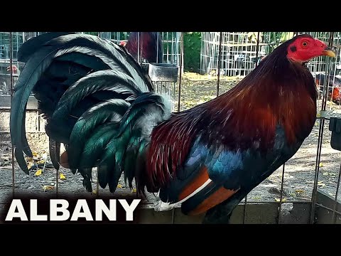 Albany Kelso 20k Lacy Roundhead Roberto Greer Garza Granja R. Greer